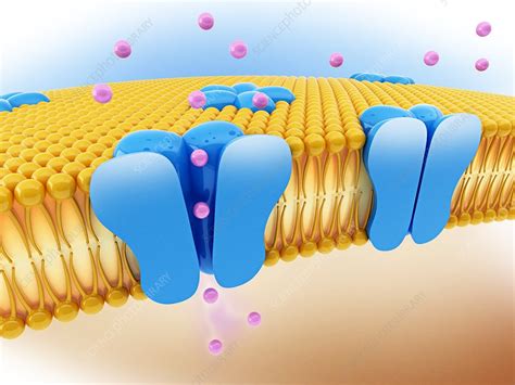 ion channels in a cell